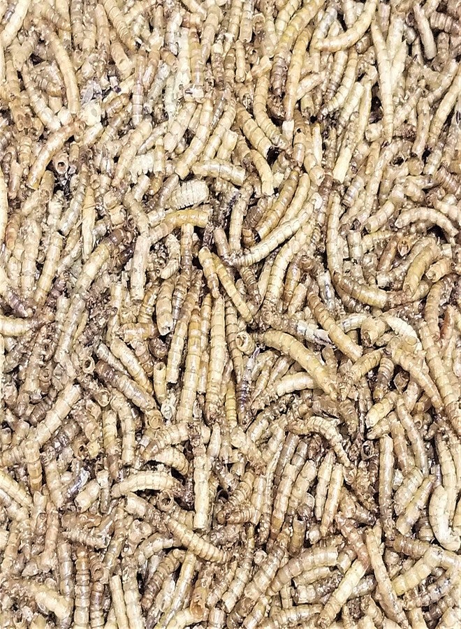 Invert Aquatics Freeze Dried Mealworms - Food for Turtles, Cichlids, Koi, Birds & More (2oz (56g)) - Image 3